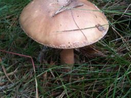 Waldpilze essbar &raquo; Waldpilze Essbar &raquo; pwulstling